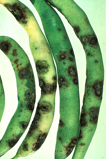 Bacterial blight