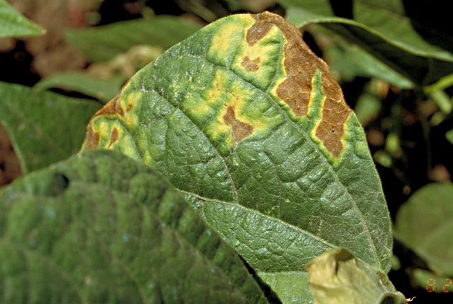 Bacterial wilt