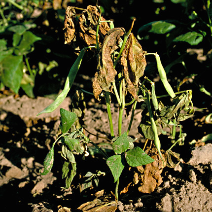 Bacterial wilt