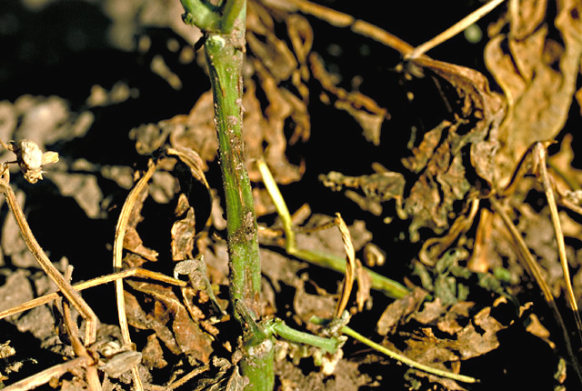 Bacterial wilt