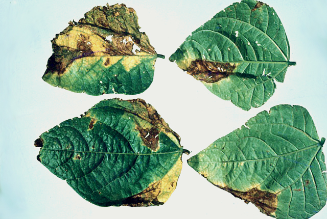 Bacterial brown spot