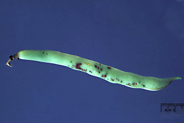 Bacterial blight