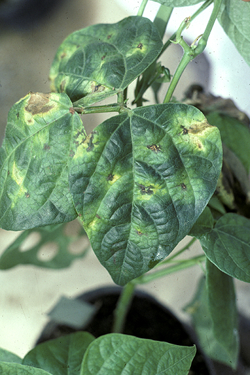 Halo blight