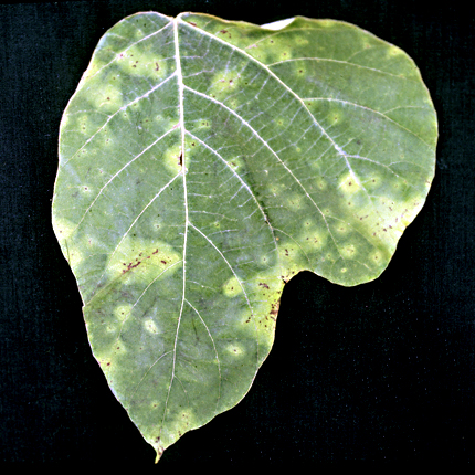 Bacterial leaf spot