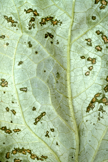 Halo blight