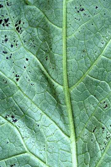 Halo blight