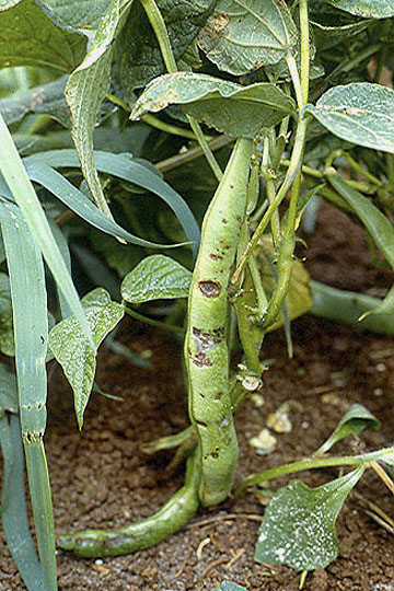 Bacterial blight