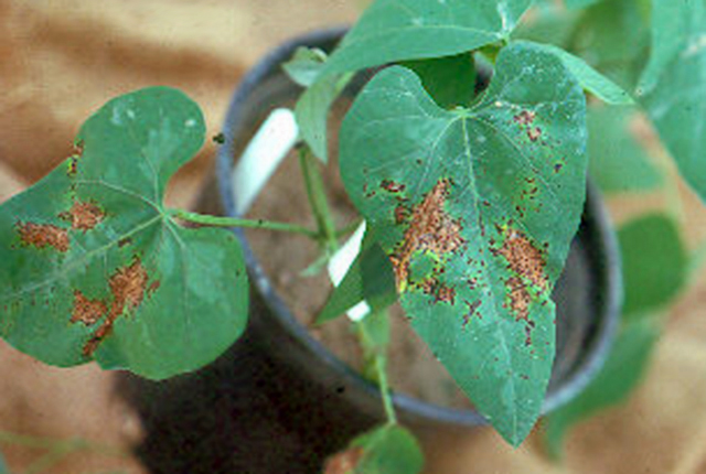 Bacterial leaf spot