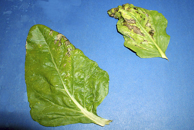 Bacterial leaf spot of chard