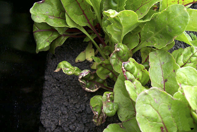 Bacterial leaf spot of beet