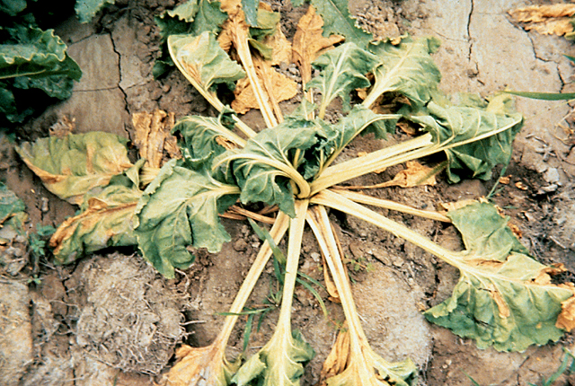 Yellow wilt