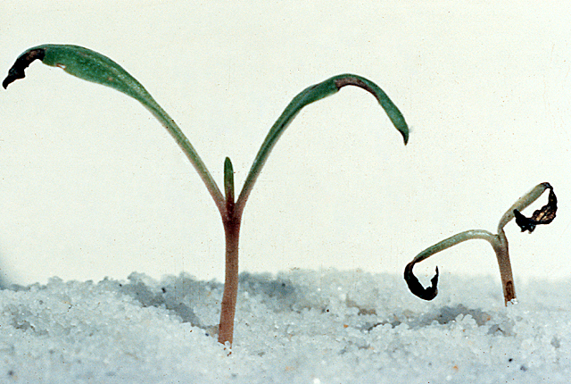 Bacterial leaf spot (Blight)