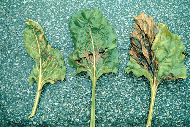 Bacterial leaf spot (Blight)