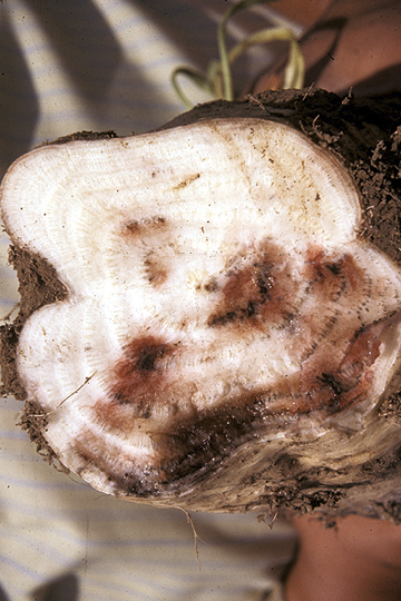 Bacterial vascular necrosis and rot