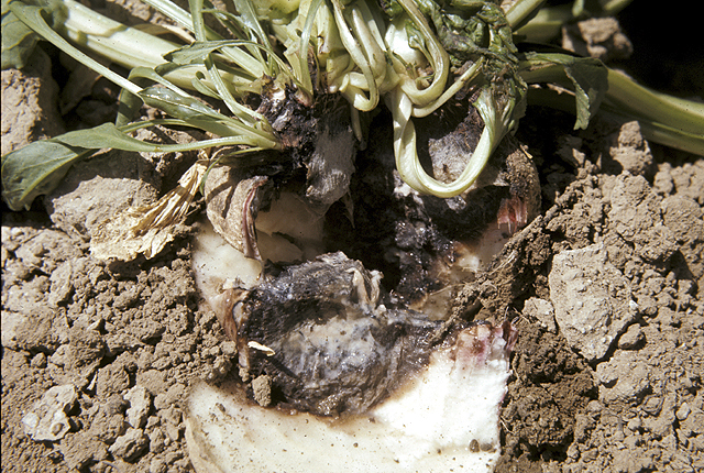 Bacterial vascular necrosis and rot
