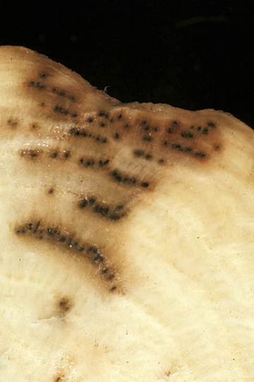 Bacterial vascular necrosis and rot