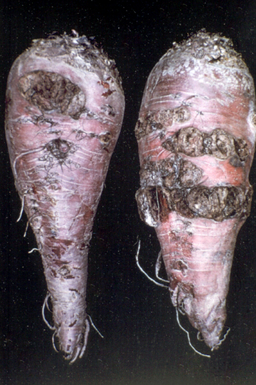 Sugar beet scab