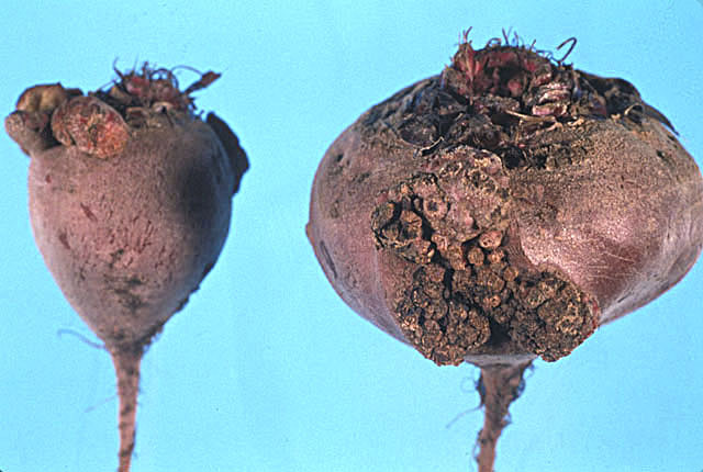 Bacterial scab
