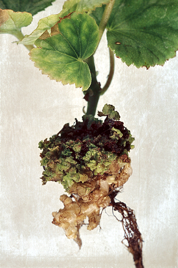 Bacterial fasciation (Leafy gall)