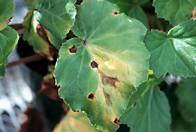 Bacterial leaf spot (Blight)