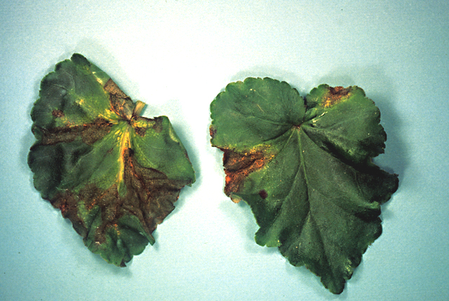 Bacterial leaf spot (Blight)