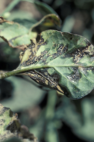 Bacterial blight