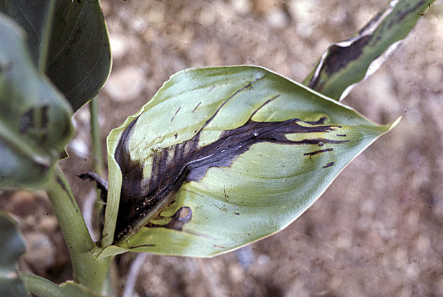 Bacterial stripe