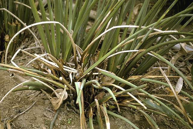 Bacterial wilt