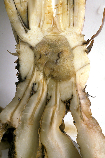 Bacterial wilt