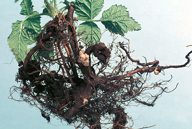 Crown gall