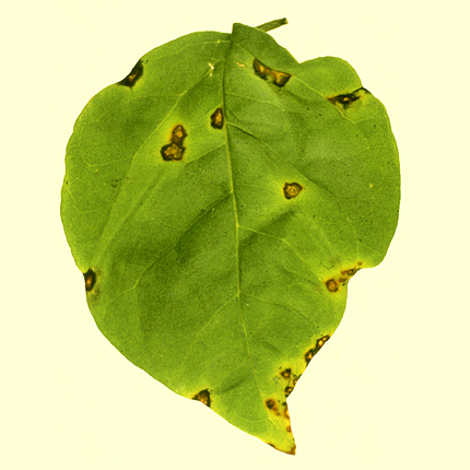 Bacterial leaf spot