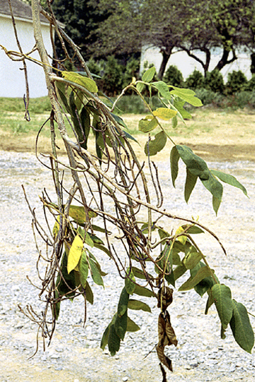 Bunch disease (Witches'-broom)