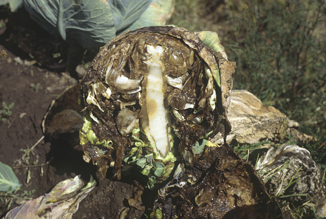 Bacterial soft rot