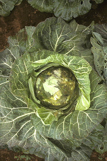 Bacterial soft rot