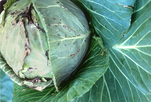 Bacterial leaf spot