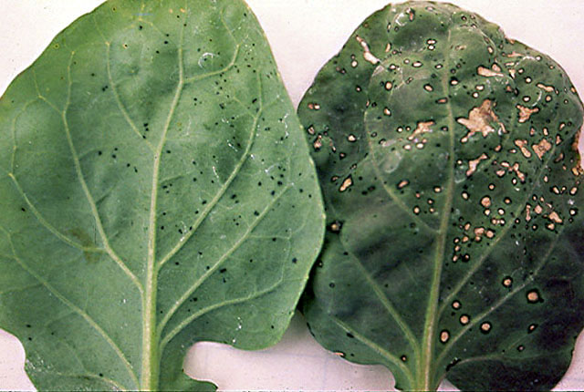 Bacterial leaf spot
