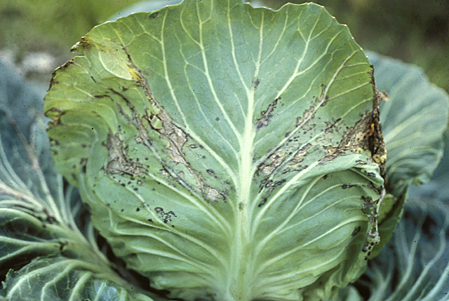 Bacterial leaf spot