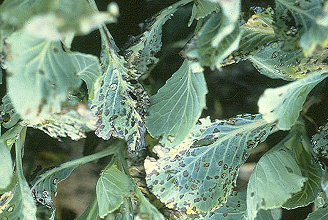 Bacterial leaf spot