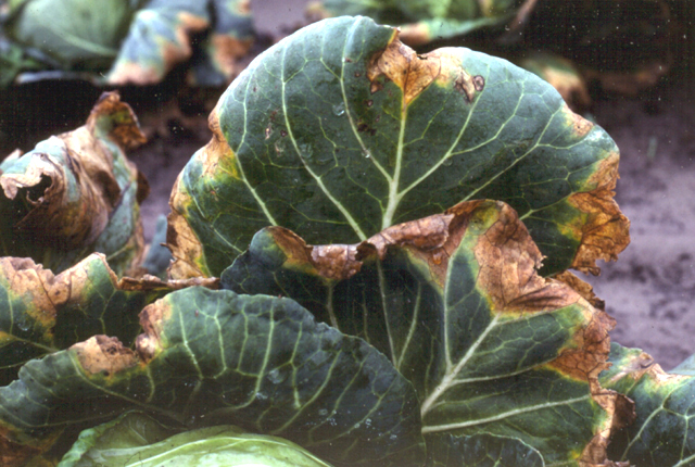Black rot