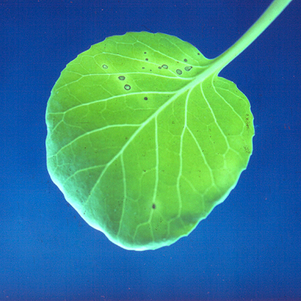 Xanthomonas leaf spot