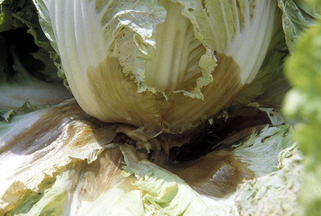 Basal rot