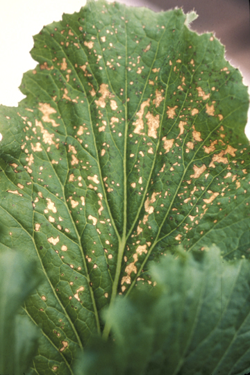 Bacterial leaf spot