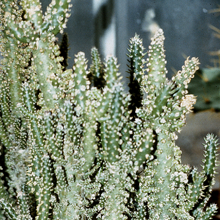 Witches'-broom