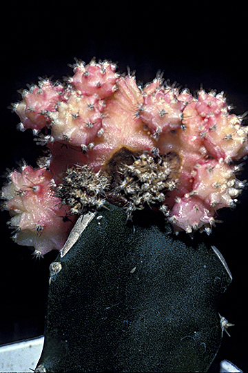 Bacterial soft rot