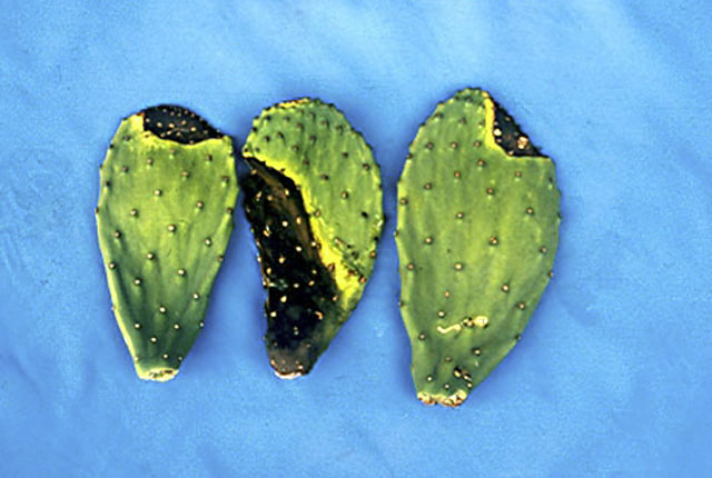 Bacterial soft rot