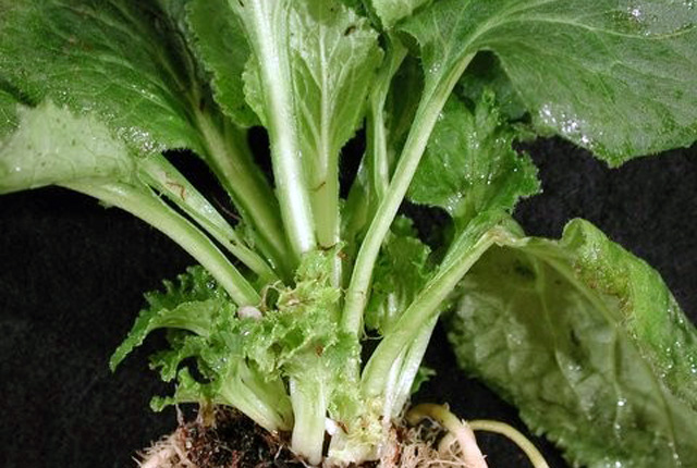 Bacterial fasciation (Shoot proliferation)