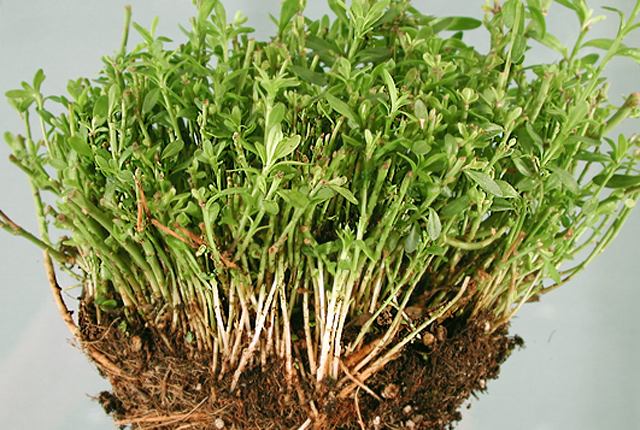Bacterial fasciation (Shoot proliferation)