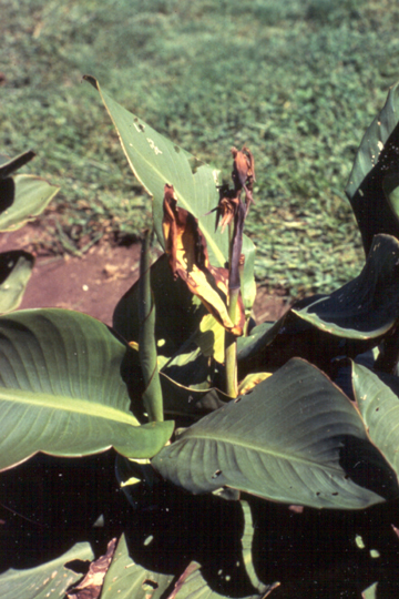 Bacterial blight (Black leaf blight)