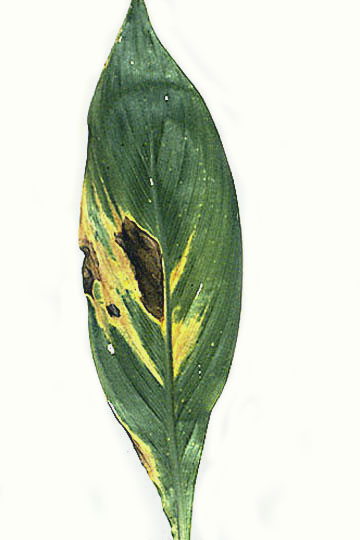 Bacterial blight (Black leaf blight)