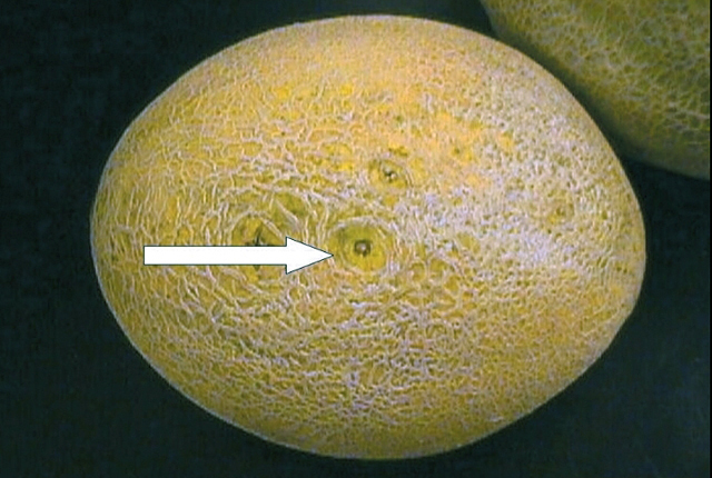 Bacterial fruit blotch